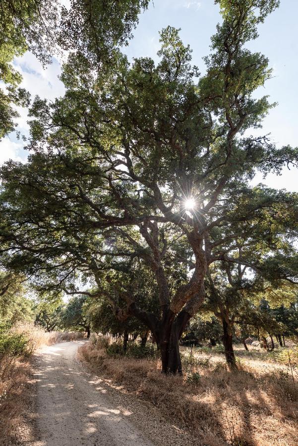 Agriturismo Testone Benetutti Dış mekan fotoğraf